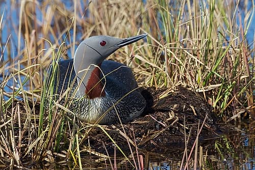Red-throated Loon Sitting on Nest Landscape Print